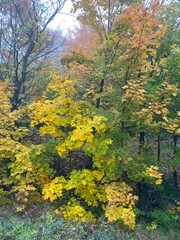 Fototapeta premium Autumn forest, foggy weather, yellow leaves.