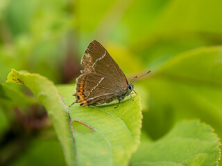 White-letter Hairstreak Butterfly Resting on a Leaf
