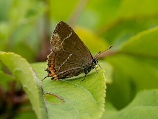 Fototapeta na wymiar White-letter Hairstreak Butterfly Resting on a Leaf