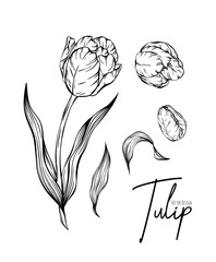 Botanical set line illustration of tulip flowers for wedding invitation and cards, logo design, web, social media and poster, template, advertisement, beauty and cosmetic industry.