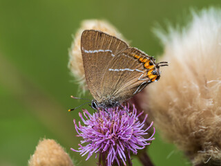 White-letter Hairstreak Butterfly on Creeping Thistle