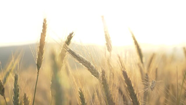 Close up view of wheat ears at a spectacular sunset 4k