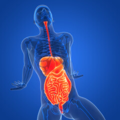 Human Digestive System Anatomy