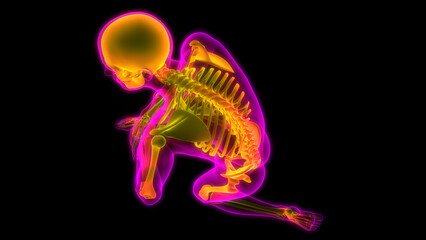 Human Skeleton System Bone Joints Anatomy