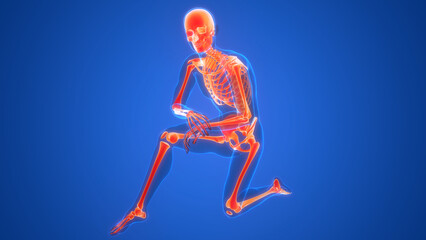 Human Skeleton System Bone Joints Anatomy
