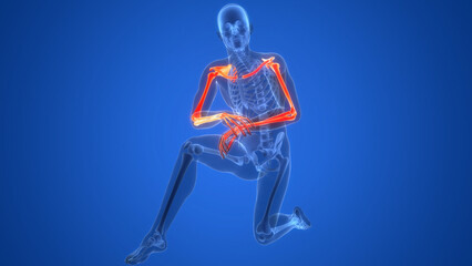 Human Skeleton System Upper Limbs Bone Joints Anatomy