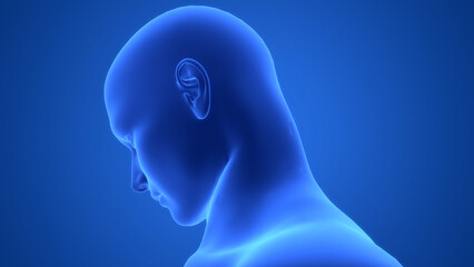 Human Body Neck Anatomy