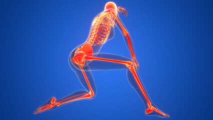 Human Skeleton System Bone Joints Anatomy