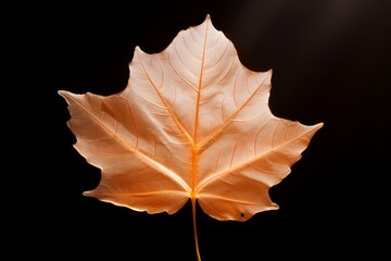 Photo of a translucent autumn leaf with veins. Generative AI