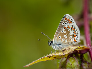 Fototapeta na wymiar Common Blue Butterfly. Side View Wings Closed.
