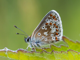 Common Blue Butterfly. Side View Wings Closed.