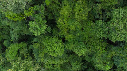 Aerial view of beautiful tropical forest in Aceh Province, Indonesia