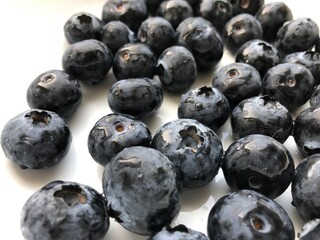 blueberries on white background