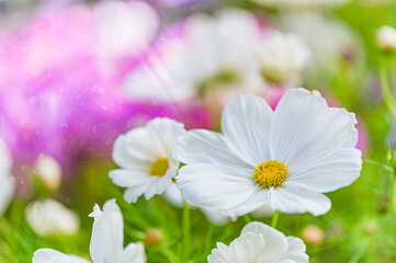 Biały kwiat kosmosu na łące kwietnej. Biały kwiat onętka z różowym tłem. Letni kwiat na łące kwietnej. Łąka dla zapylaczy. Zapylanie przez owady.  - obrazy, fototapety, plakaty