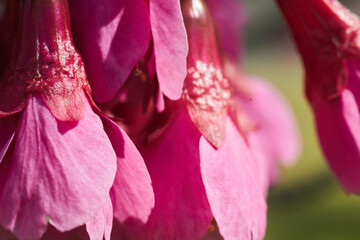 日の光に照らされた寒緋桜の花のクローズアップ