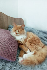 Ginger cat sleeps on a pillow lying on the bed in the bedroom.