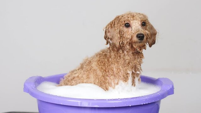 The dog sits in foamy water on a light background. A small poodle bathes in soapy water.