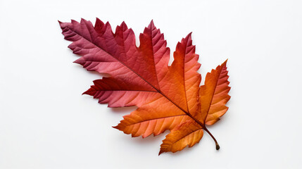 Closeup image of autumn hawthorn colorful leaf