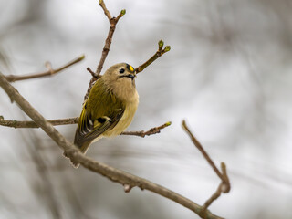 Wintergoldhähnchen