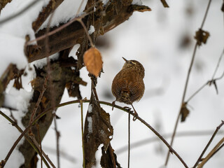 Wintergoldhähnchen