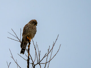 Turmfalke