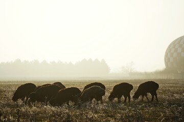 A small herd of sheep graze in a field near the airport runway.
