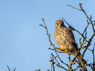 Turmfalke
