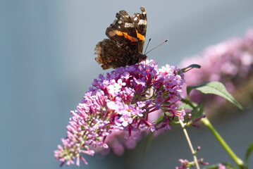 Red admiral butterfly (Vanessa Atalanta) perched on summer lilac in Zurich, Switzerland