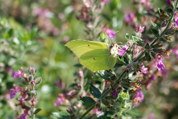 Common brimstone butterfly (Gonepteryx rhamni) sitting on pink flower in Zurich, Switzerland