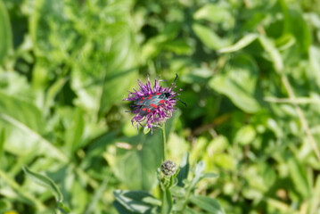 Six-spot Burnet (Zygaena filipendulae) perched on a pink scabiosa in Zurich, Switzerland
