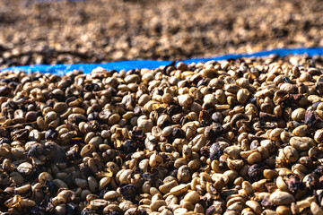 Close up  coffee grains drying from sun background