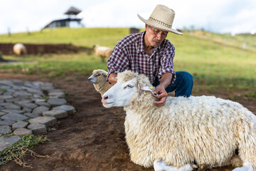 Naklejka premium Asian sheep worker man with sheep in livestock animal husbandry farming
