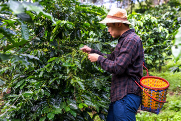 Asian coffee worker with basket picking coffee beans on tree in plantation