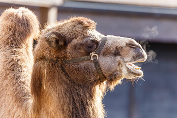 Camel close-up in the paddock on a sunny day
