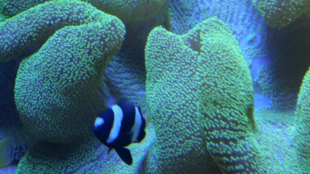Multiple black and white striped clownfish swim around a sea anemone. Coral reef scene of clown fish. Some tropical fish swimming around a coral in an aquarium in western Australia. 