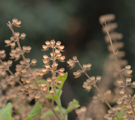 Holy Basil or Tulsi, medicinal holy plant of India.