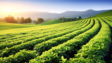 Green tea agriculture field