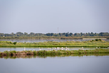 Group of Pink Flamingos with scenic view of Parco del Delta del Po in Veneto, Italy. Untouched wetlands in Po Delta. Raw wilderness on Via delle Valli Rovigo Province. Serene unspoiled natural habitat