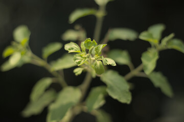 Holy Basil or Tulsi, medicinal holy plant of India.