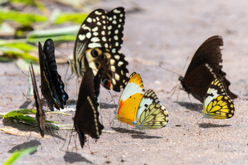 Mehrere Arten afrikanischer Schmetterlinge bei der Nahrungsaufnahme am Boden