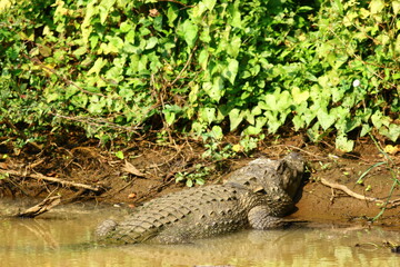 Crocodile basking in the sun resting on land out of the water. Mugger from Sri Lanka; Crocodile basking in the open; resting croc; Crocodylus palustris; sun bathing croc in Yala NP Sri Lanka
