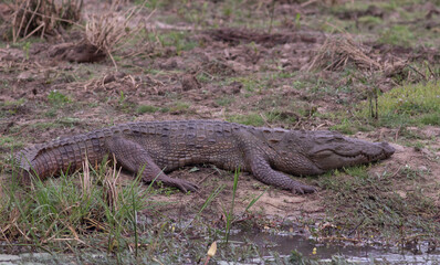 Crocodile basking in the sun resting on land out of the water. Mugger from Sri Lanka; Crocodile basking in the open; resting croc; Crocodylus palustris; sun bathing croc in Yala NP Sri Lanka