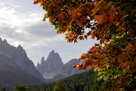 Golden colored trees in autumn with scenic view of the majestic mountain peaks of untamed Sexten Dolomites in South Tyrol, Italy, Europe. Wanderlust hiking concept in Italian Alps. Tranquil atmosphere