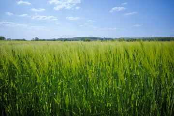 Grünes Getreidefeld im Frühling unter blauem Himmel