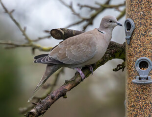 Collared dove at a bird feeder.