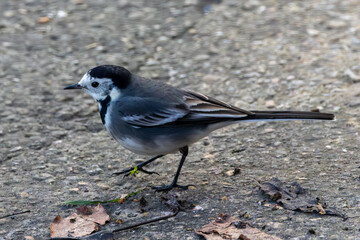 Wild bird. Pied wagtail on the ground.