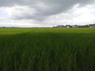 Rice field and cloudy sky, beautiful landscape