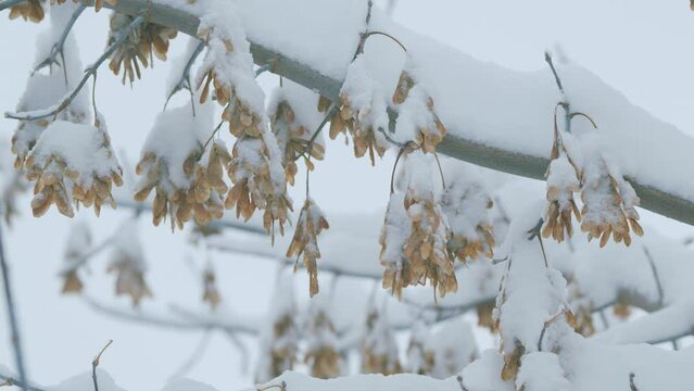 Beautiful Details On A Cold Winter Day. Winter Background Of Deciduous Forest.