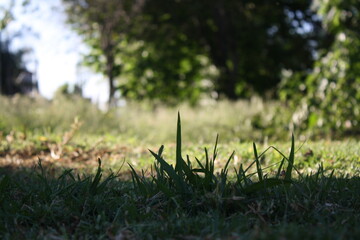 Pasto, cesped