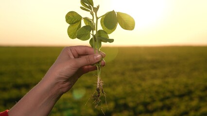 Green soybean seedlings sunset beautiful amazing picture speaks agriculture enormous work farmer...